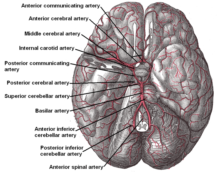 File:Arteries beneath brain.png