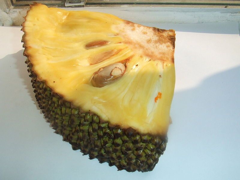 File:Artocarpus heterophyllus.jpg