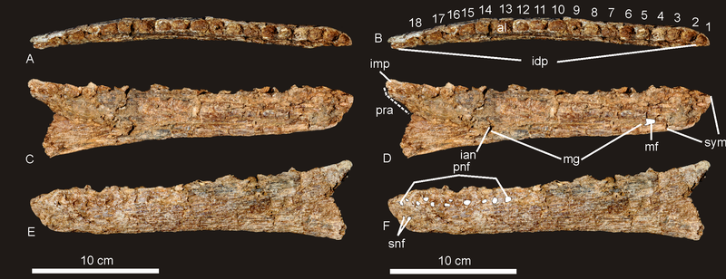 File:Australovenator dentary.png