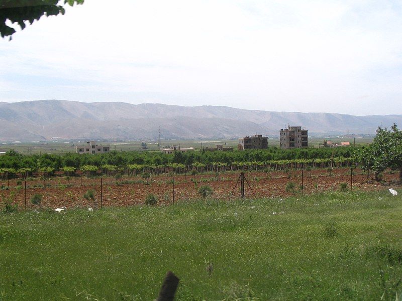 File:Beqaa-vineyard.JPG