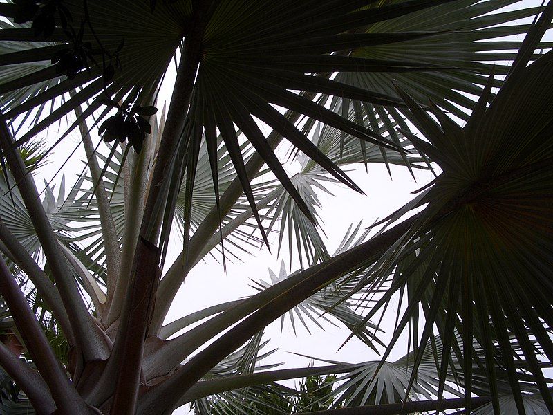 File:Bismarckia nobilis, fronds.jpg