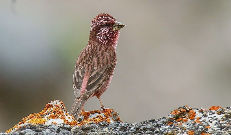 File:Blyth's Rosefinch.jpg