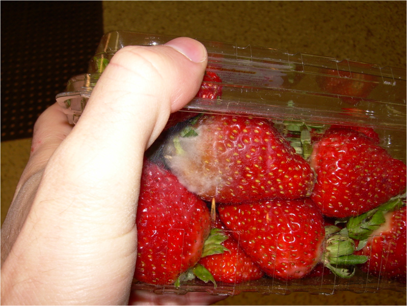 File:Botrytis on strawberries.png