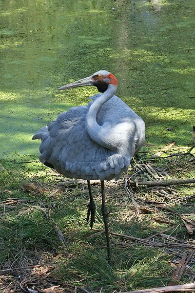 File:Brolga-2-Healesville,-Vic,-3.1.2008.jpg