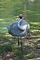 Brolga