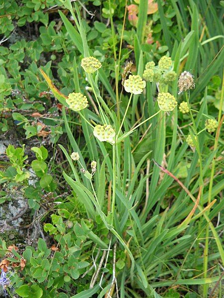 File:Bupleurum stellatum2.jpg