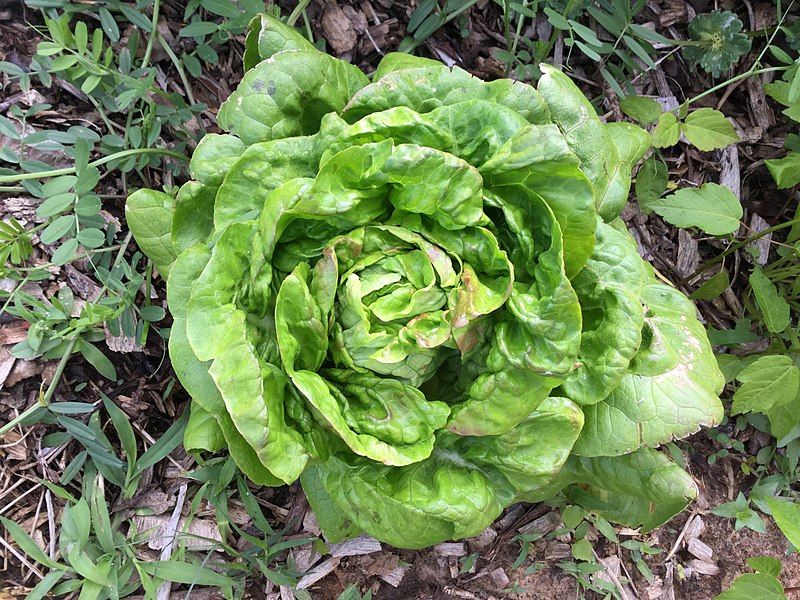 File:Buttercrunch butterhead lettuce.jpg