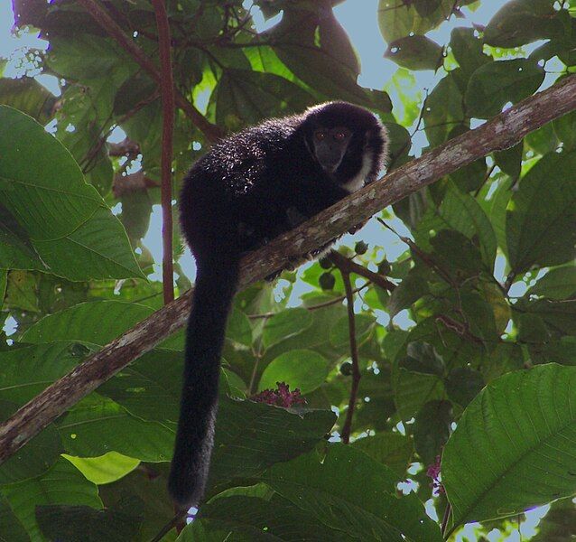 File:Callicebus lugens.jpg