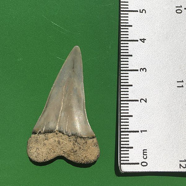 File:Carcharodon hastalis.jpg