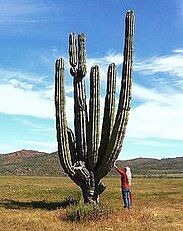 Tall treelike habit (Pachycereus pringlei)