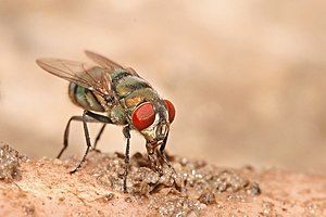 Chrysomya albiceps feeding on rotting meat