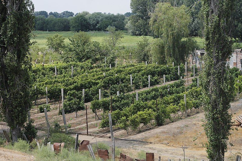 File:Churkin Vineyard.jpg