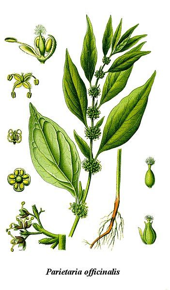 File:Cleaned-Illustration Parietaria officinalis.jpg