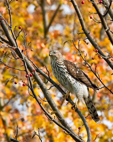 File:Cooper's hawk immature.jpg