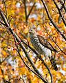 Cooper's hawk immature