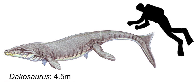 File:Dakosaurus maximus.png