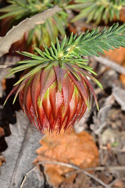 File:Darwinia neildiana.jpg