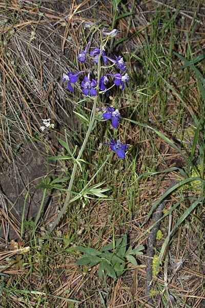 File:Delphinium nuttallianum 9179.JPG