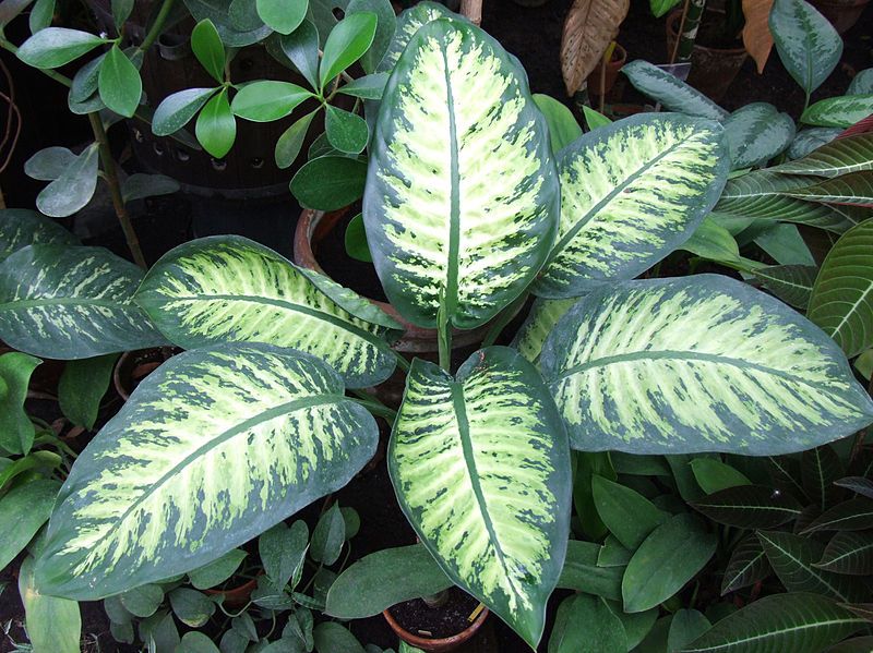 File:Dieffenbachia bauseii a1.jpg