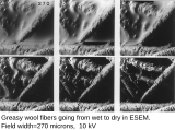 Greasy wool fibers going from wet to dry in ESEM, at room temperature. Field width 270 μm, BSE, 10 kV.