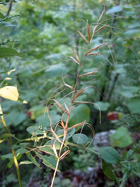 File:Elymus svensonii.jpg