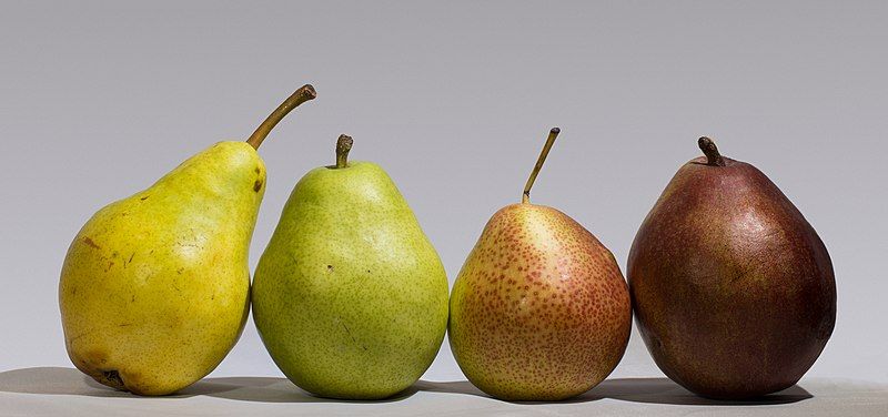 File:Four pears.jpg