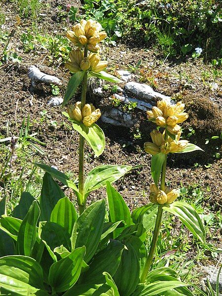 File:Gentiana punctata03.jpg