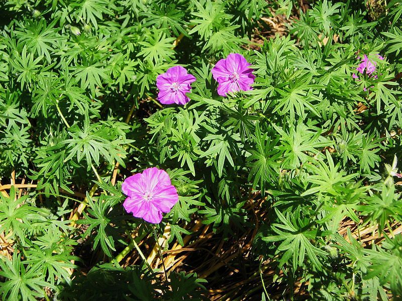 File:Geranium sanguineum000.jpg