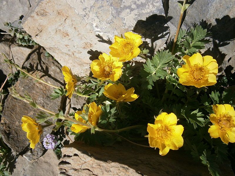 File:Geum reptans 001.jpg