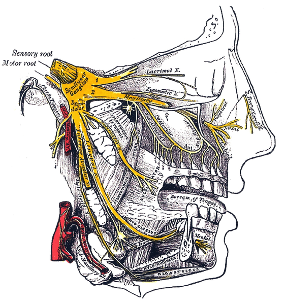 File:Gray778 Trigeminal.png