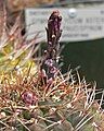 Gymnocalycium fleischerianum