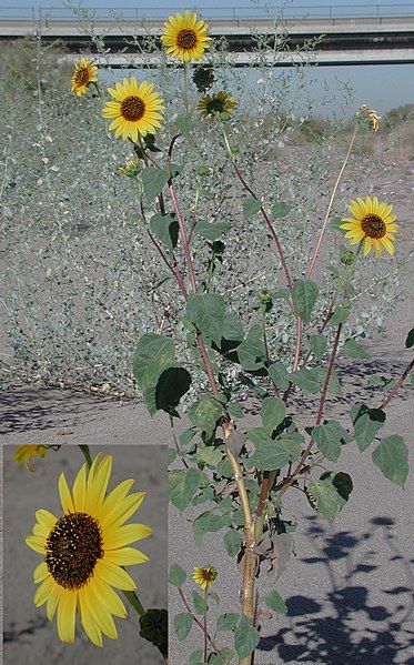 File:Helianthus annuus ariz.jpg