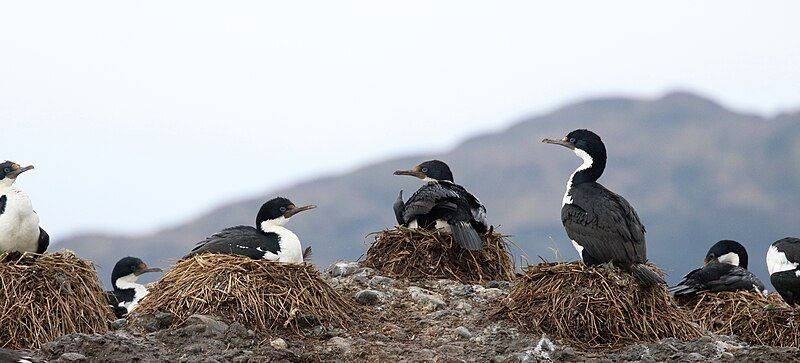 File:Imperial Shags Nesting.jpg