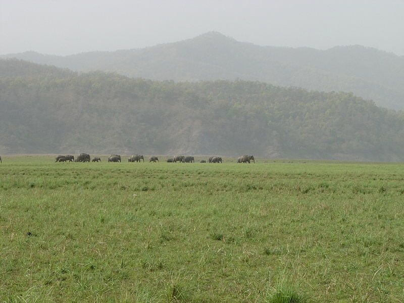 File:Indianelephantherd.JPG