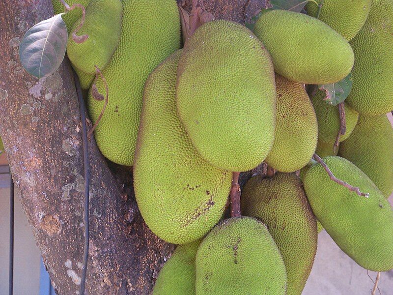 File:Jackfruit1.JPG