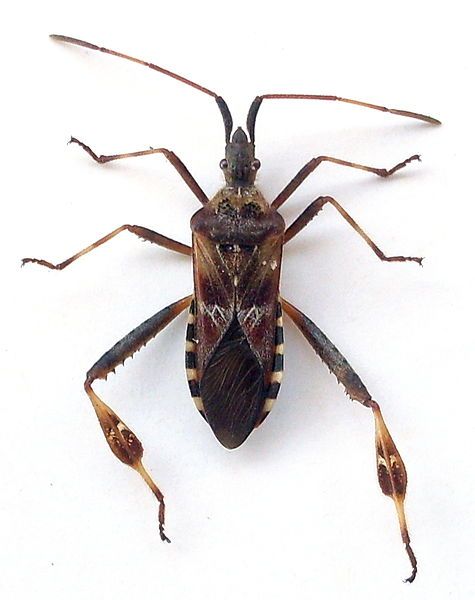 File:Leptoglossus occidentalis g3.jpg