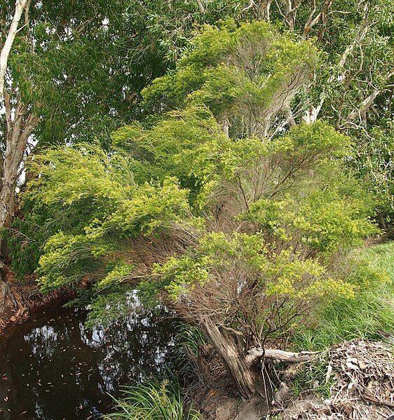 File:Leptospermum neglectum.jpg