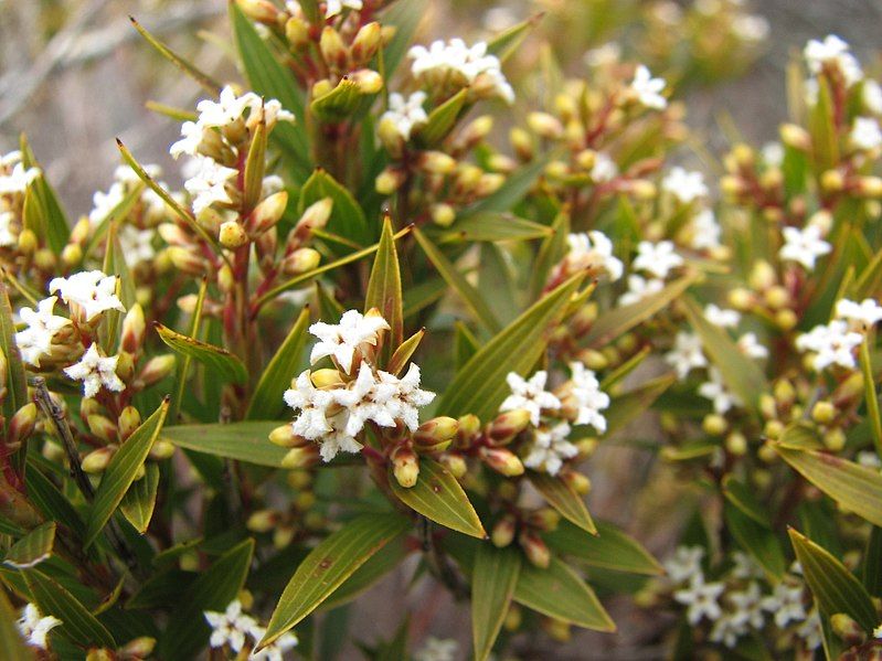 File:Leucopogon neurophyllus.jpg