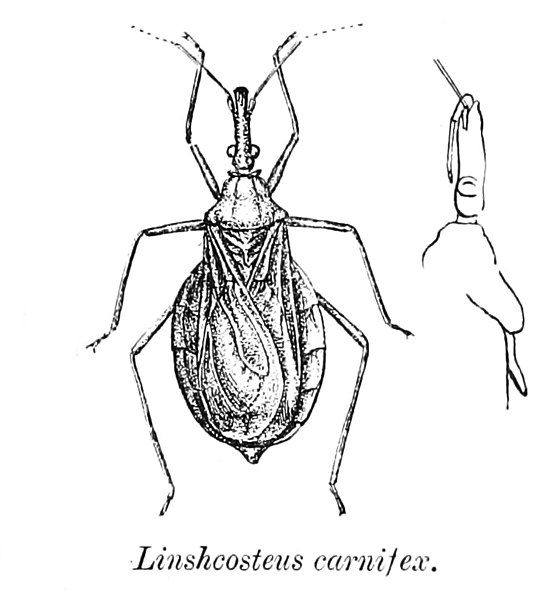 File:Linshcosteus carnifex.jpg