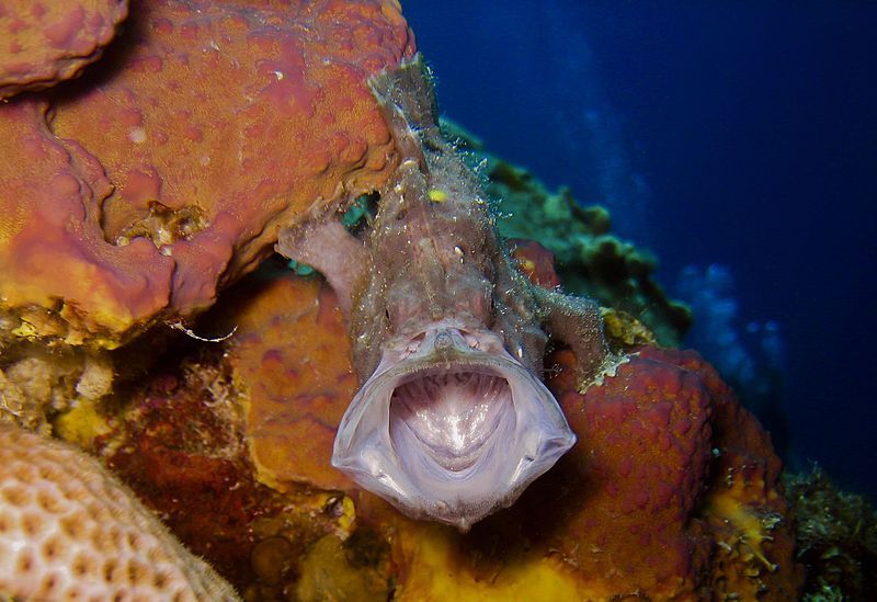 File:Longlure frogfish yawning.jpg