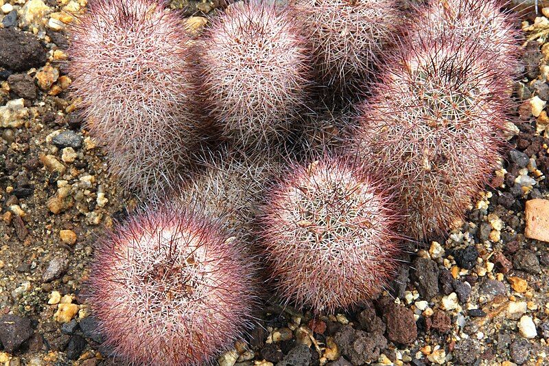 File:Mammillaria albicans pm.jpg