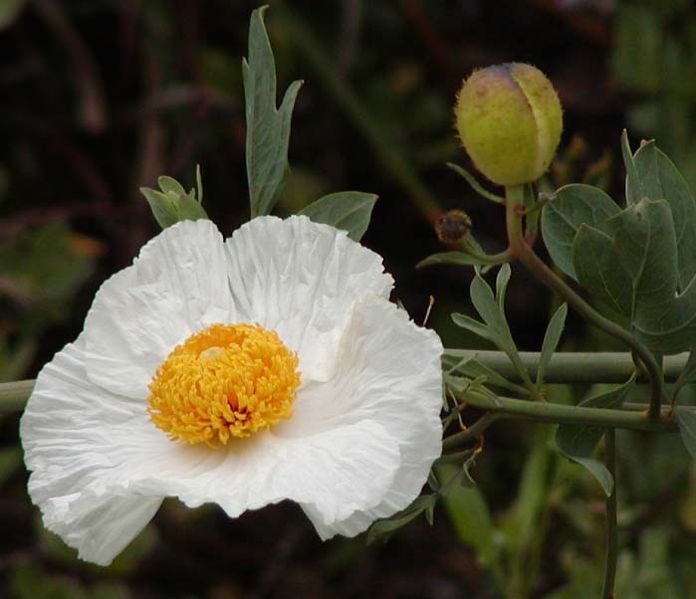 File:Matilija poppy closeup.jpg