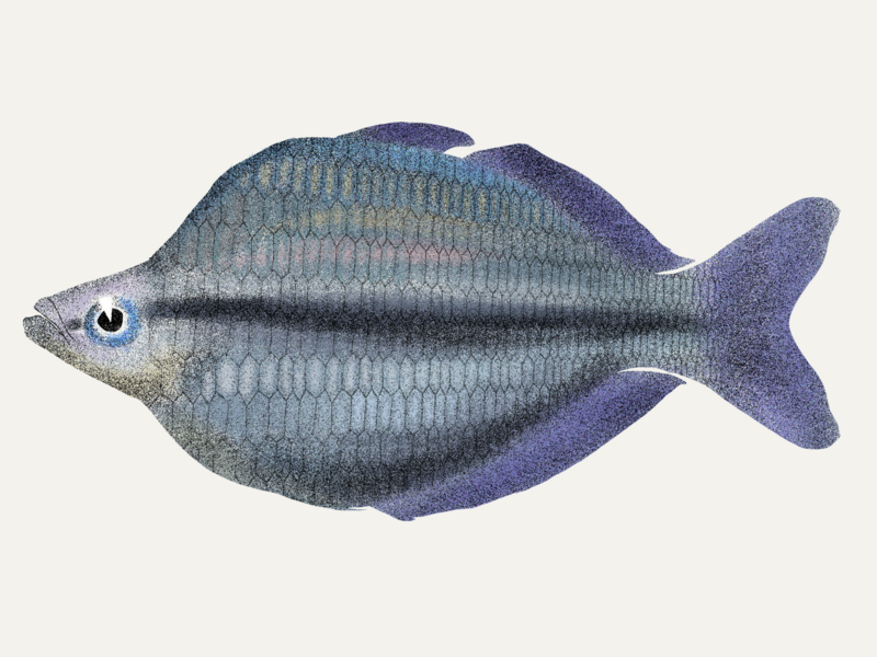 File:Melanotaenia kamaka illustration.png