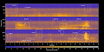 Spectrogram of the soundscape ecology of Mount Rainier National Park, with the sounds of different creatures and aircraft highlighted