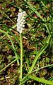 Muscari botryoides 'Album'