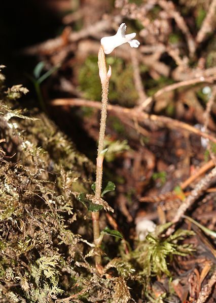 File:Myrmechis japonica.JPG