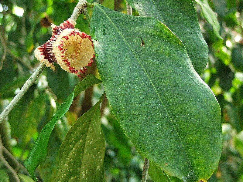 File:Napoleonaea imperialis 1.jpg