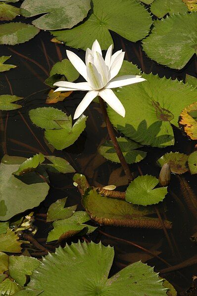 File:Nymphaea lotus02.JPG