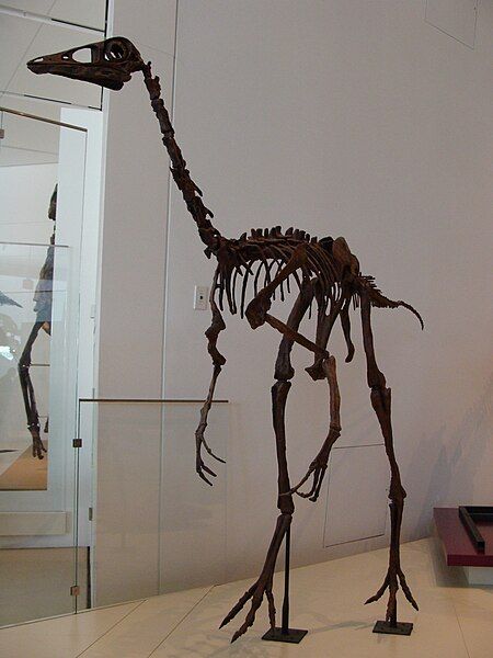 File:OrnithomimusROM.JPG