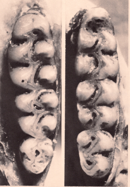 File:Oryzomys antillarum molars.png